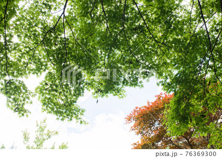 東京青梅市にある御岳渓谷周遊コース付近の澤乃井園のかえでカエデ 76369300