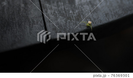 東京青梅市にある御岳渓谷周遊コース付近の澤乃井園の蜘蛛 76369301