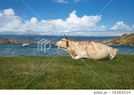 Cow rests in meadow on background of yacht  76369354