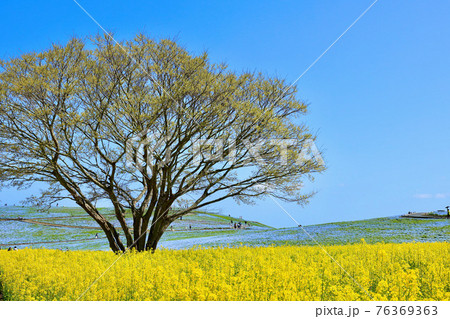 春のひたち海浜公園　茨城県ひたちなか市 76369363