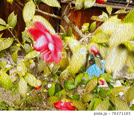 寺田屋の椿 76371165