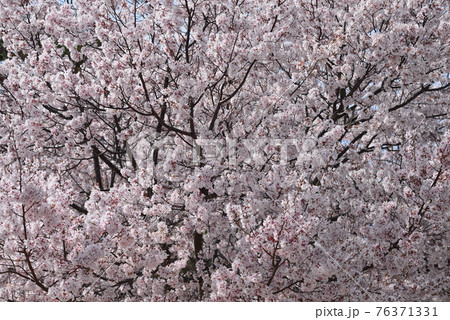 大阪狭山池博物館 76371331