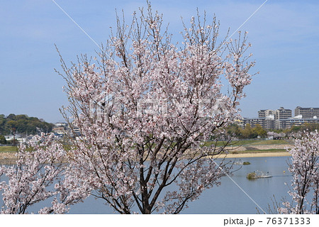 大阪狭山池博物館 76371333