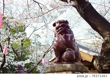 桜と狛犬 76371361