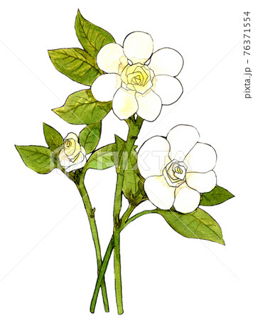 クチナシ 水彩 手描き イラスト 八重咲きのイラスト素材