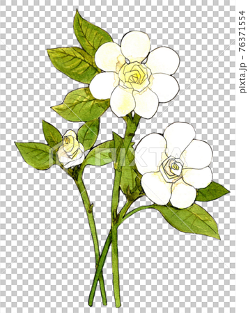 クチナシ 水彩 手描き イラスト 八重咲きのイラスト素材
