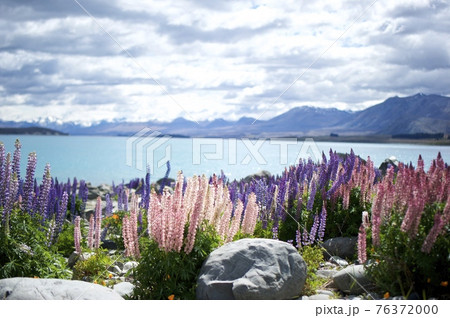 輝くテカポ湖とルピナス 76372000