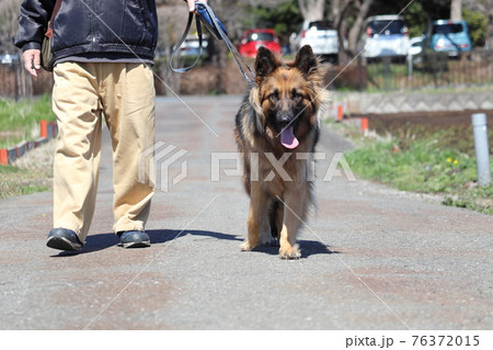 散歩する男性とシェパード 76372015