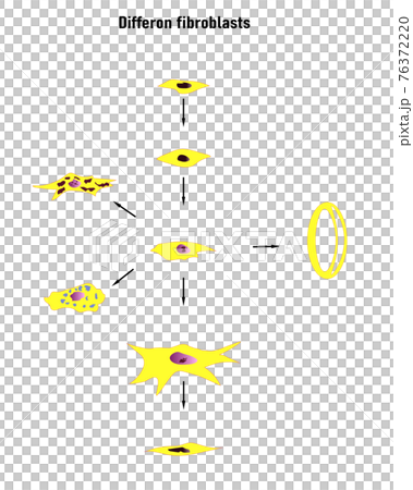 Differon fibroblasts scheme, Formation of the extracellular matrix (mainly fibroblasts are engaged in this). Collagen and elastin, which form fibers.Colored graphics 76372220