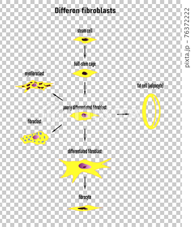 Differon fibroblasts scheme, Formation of the extracellular matrix (mainly fibroblasts are engaged in this). Collagen and elastin, which form fibers.Colored graphics with text, designations. Differon fibroblasts scheme, Formation of the extracellular matrix (mainly fibroblasts are engaged in this). Collagen and elastin, which form fibers.Colored graphics with text, designations. 76372222