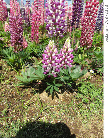 ルピナスの紫色と桃色の花 ルピナスの紫色と桃色の花 76372353