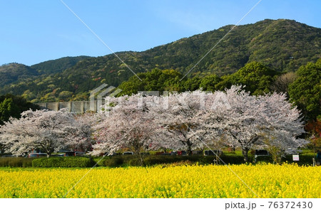 佐賀市金立公園のサクラと菜の花 佐賀市金立公園のサクラと菜の花 76372430