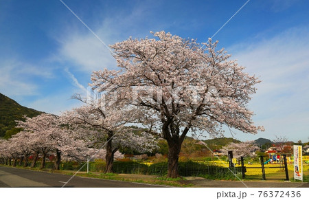佐賀市金立公園のサクラと菜の花 佐賀市金立公園のサクラと菜の花 76372436