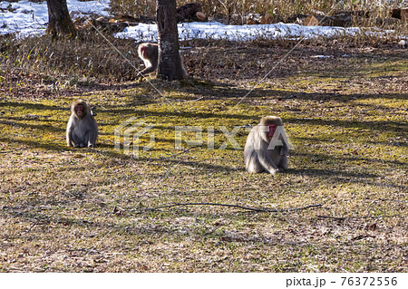 奥日光 日光 の野生の猿の写真素材