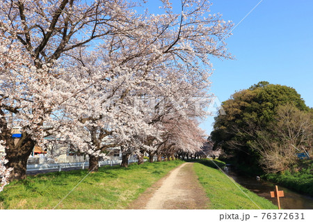 埼玉県桶川市　赤堀川　篠津の桜堤　 76372631