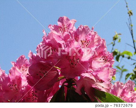 大輪のシャクヤクの桃色の花の写真素材