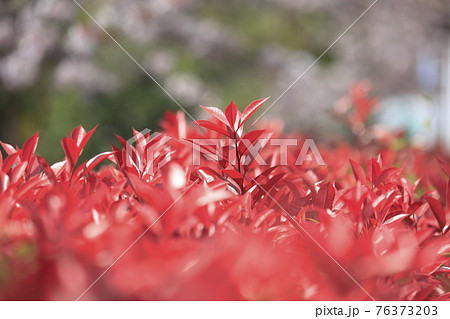 鮮やかなベニカナメモチの若葉（桜の背景） 76373203