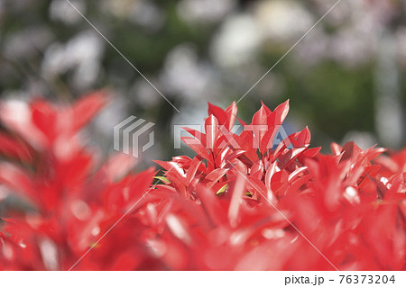 鮮やかなベニカナメモチの若葉（桜の背景） 76373204
