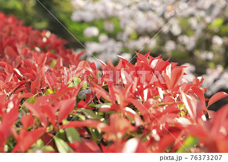 鮮やかなベニカナメモチの若葉(桜の背景) 鮮やかなベニカナメモチの若葉(桜の背景) 76373207