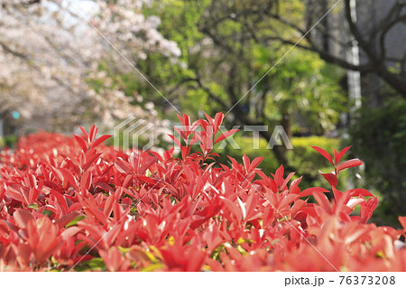 鮮やかなベニカナメモチの若葉(桜の背景) 鮮やかなベニカナメモチの若葉(桜の背景) 76373208