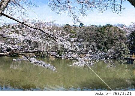 埼玉県越生町 学童沼の桜と青空 埼玉県越生町 学童沼の桜と青空 76373221