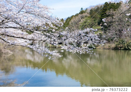 埼玉県越生町 学童沼の桜と青空 埼玉県越生町 学童沼の桜と青空 76373222
