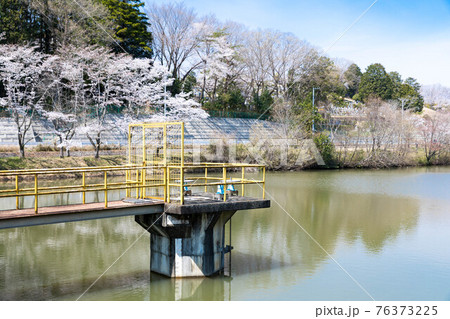 埼玉県越生町　学童沼の桜と取水場 76373225