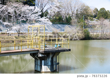 埼玉県越生町 学童沼の桜と取水場 埼玉県越生町 学童沼の桜と取水場 76373226