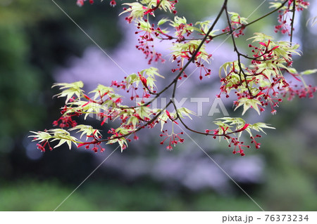 モミジの花の写真素材