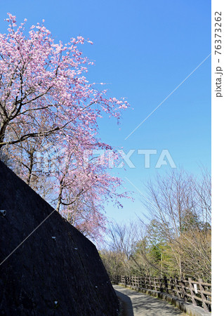 【神奈川県】津久井湖城山公園  寒緋桜 76373262
