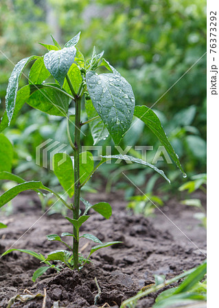 Green bell pepper bush growing in the garden. Green bell pepper bush growing in the garden. 76373292