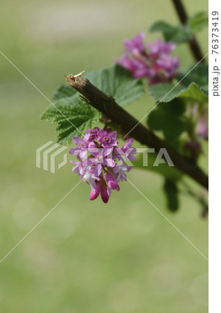 Flowering currant Flowering currant 76373419