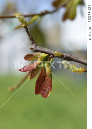 Silver maple 76373426