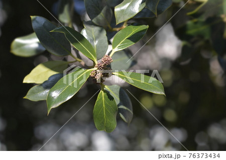 Common Holly 76373434