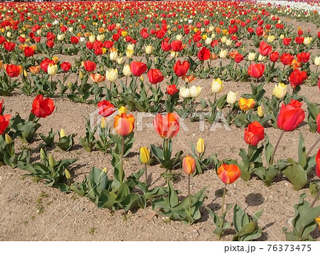 チューリップ畑と青空 76373475