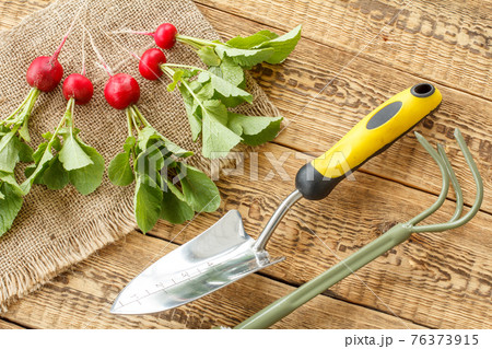 Ripe red radish on sackcloth with garden tools. 76373915