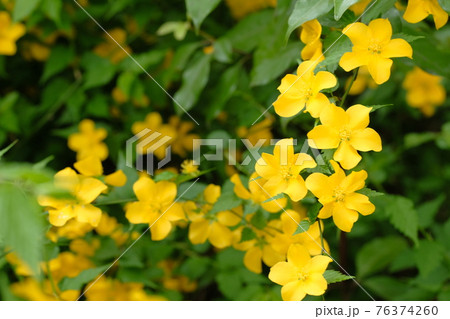 ヤマブキの花 76374260