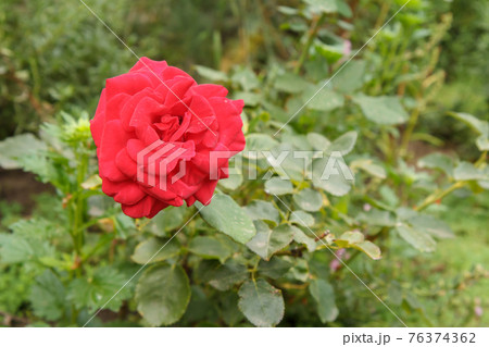 Bud of red rose with blurred green natural background. 76374362