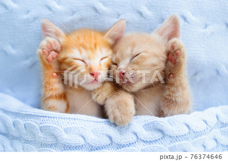 Baby cat. Ginger kitten sleeping under blanket Baby cat. Ginger kitten sleeping under blanket 76374646