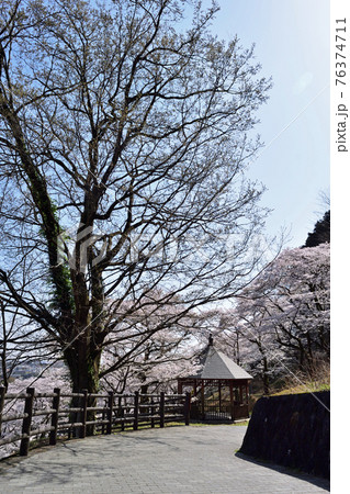 【神奈川県】春の津久井湖城山公園 桜咲く並木道 【神奈川県】春の津久井湖城山公園 桜咲く並木道 76374711