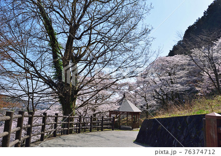 【神奈川県】春の津久井湖城山公園 桜咲く並木道 【神奈川県】春の津久井湖城山公園 桜咲く並木道 76374712