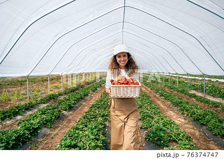 Curly brunette is picking strawberries in greenhouse. Curly brunette is picking strawberries in greenhouse. 76374747