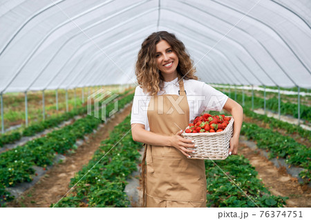Curly brunette harvesting strawberries in greenhouse. Curly brunette harvesting strawberries in greenhouse. 76374751