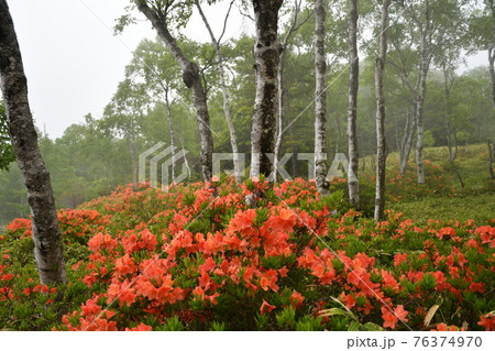 霧の中のレンゲツツジ 76374970