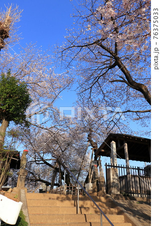 静かな朝の石戸蒲ザクラ 埼玉県北本市 春の素材 静かな朝の石戸蒲ザクラ 埼玉県北本市 春の素材 76375033