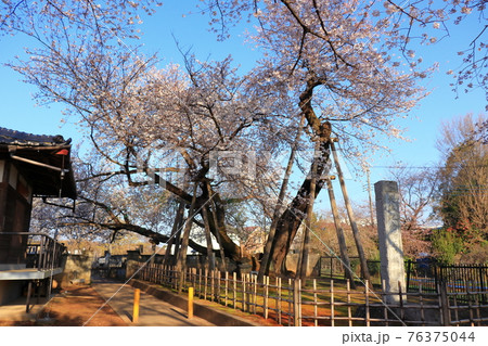 朝の石戸蒲ザクラ 埼玉県北本市 春の素材 朝の石戸蒲ザクラ 埼玉県北本市 春の素材 76375044