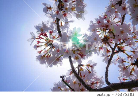 桜の先に見える未来 76375283