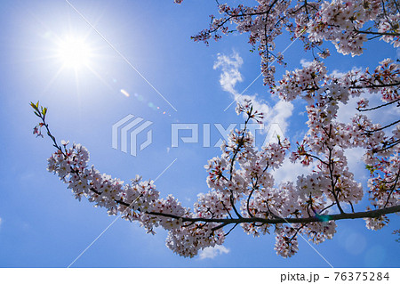 休日の桜と花見 76375284