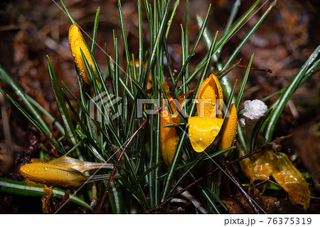 A close-up picture of yellow flowers with water droplets just before bloom. A close-up picture of yellow flowers with water droplets just before bloom. 76375319