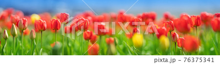 Tulips in flowerbeds in the garden in spring 76375341
